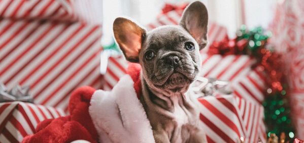 Chá herbal fumegante num copo transparente